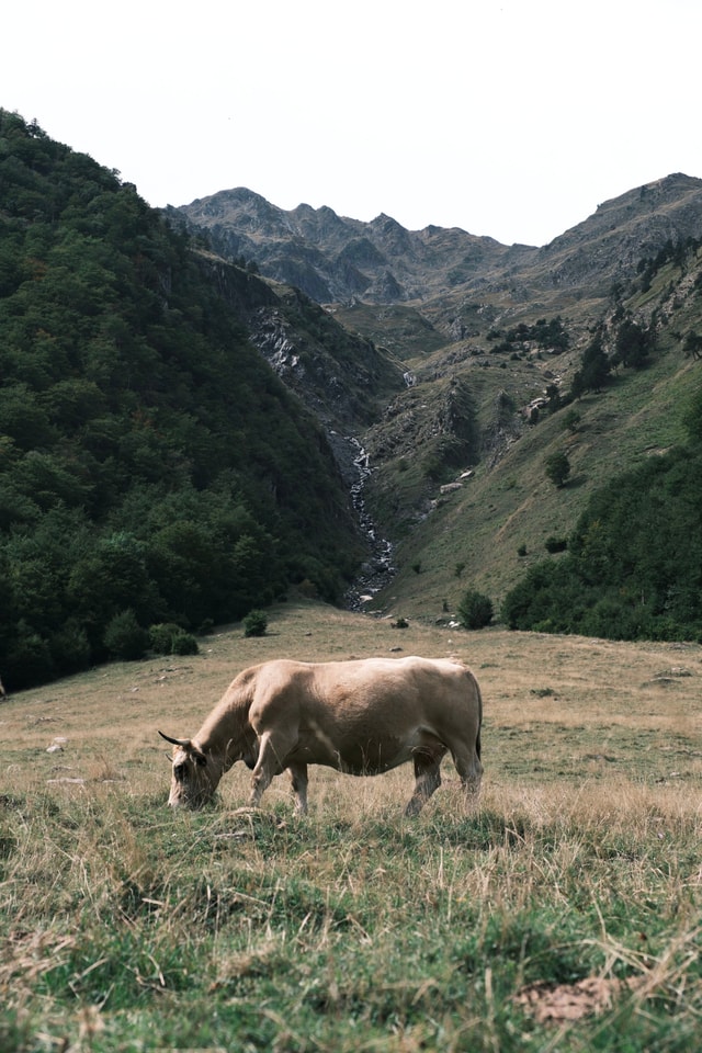 Pyrenees