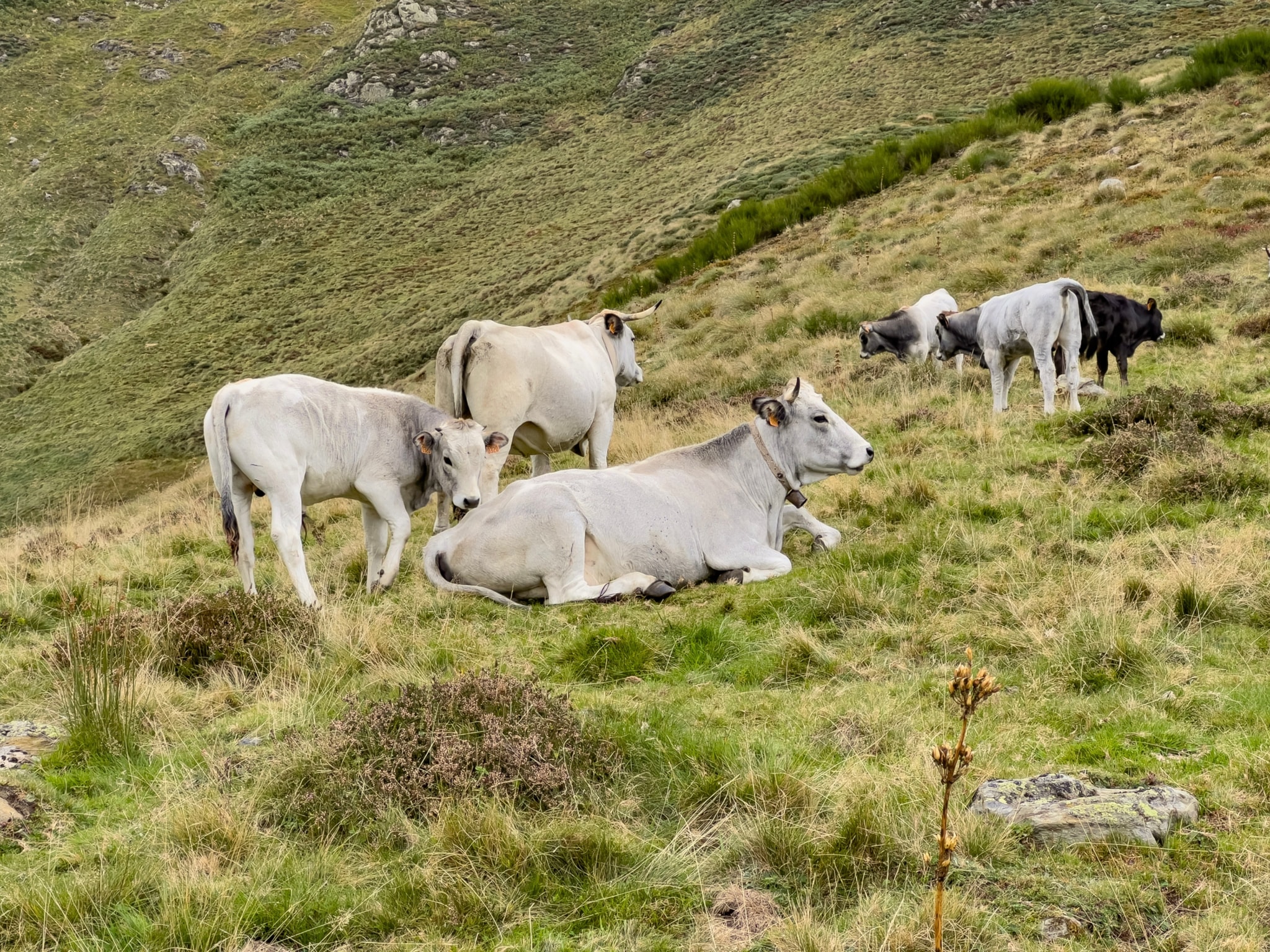 Pyrénées Ariégeoises